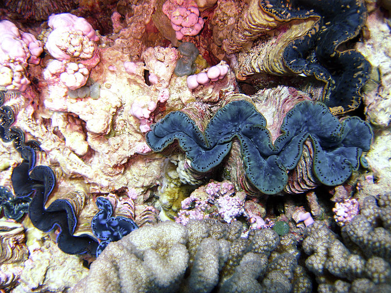 File:Reef2296 - Flickr - NOAA Photo Library.jpg