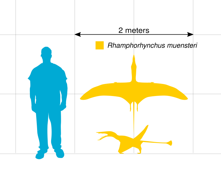 File:Rhamphorhynchus Scale.svg