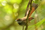 Thumbnail for Gunung Ambang Nature Reserve