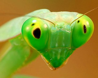 Pseudopupil Dark spot on the compound eyes of some invertebrates