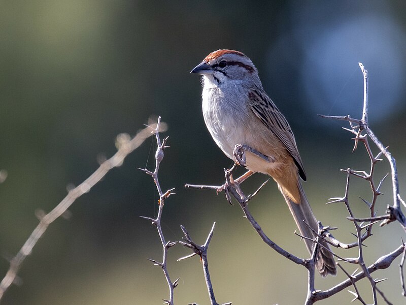 File:Rhynchospiza strigiceps Chaco Sparrow; Chancaní natural Reserve, Córdoba, Argentina.jpg