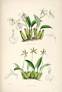 plate 13/1 Odontoglossum warnerianum Rhynchostele rossii