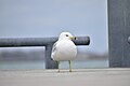 * Nomination Ring-Billed Gull --Fabian Roudra Baroi 02:53, 24 March 2023 (UTC) * Promotion  Support Good quality -- Johann Jaritz 03:02, 24 March 2023 (UTC)