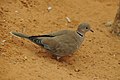 Ring necked dove (8454302773).jpg