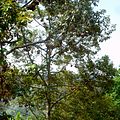 Ripe Durian Tree in Samosir Island 06.JPG
