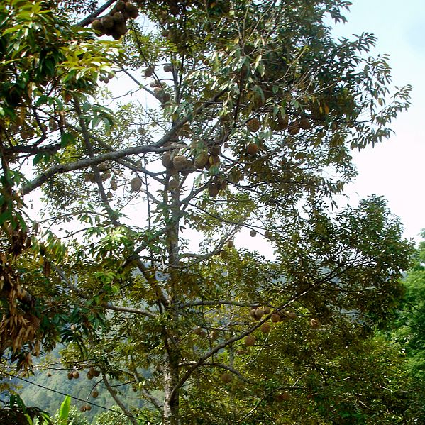 File:Ripe Durian Tree in Samosir Island 06.JPG