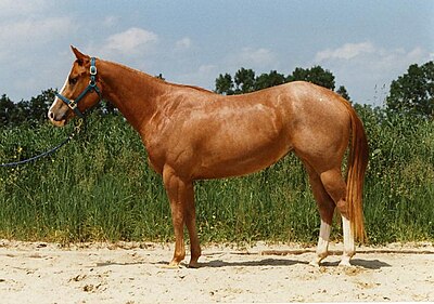 American Quarter Horse