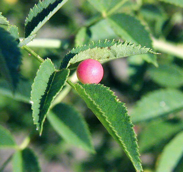 File:Rosa-Diplolepis-eleganteriae-gall.jpg