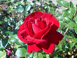 'Ingrid Bergman'