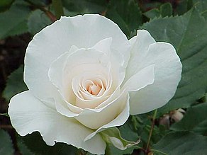 Rosa sp.181.jpg