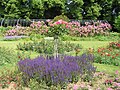 Rosarium Hattersheim, Hesse