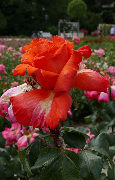 File:Rosarium Baden Rosa 'Christopher Columbus' Meilland 1992 01.jpg