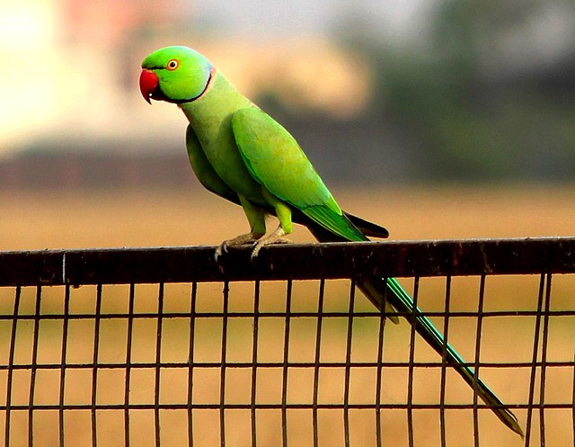 Rose-Ringed Parakeet - Facts, Diet, Habitat & Pictures on Animalia.bio