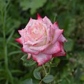 Rose 'Impératrice Farah' IMGP1865a.jpg