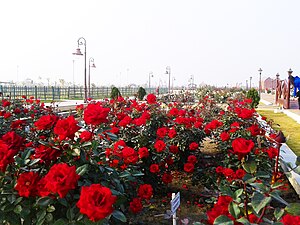 Valley of flowers at Eco Park