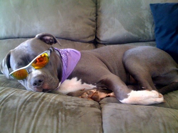 File:Roxy the pit bull terrier in sunglasses and a bandana.tiff