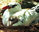 Rtailedtropicbird8.jpg