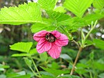 Rubus vernus 2. 
 JPG