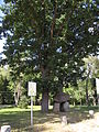 English: Rudzienice - a stone commemorating 760 years of Rudzienice Polski: Rudzienice - kamień upamiętniający 760 lecie wsi