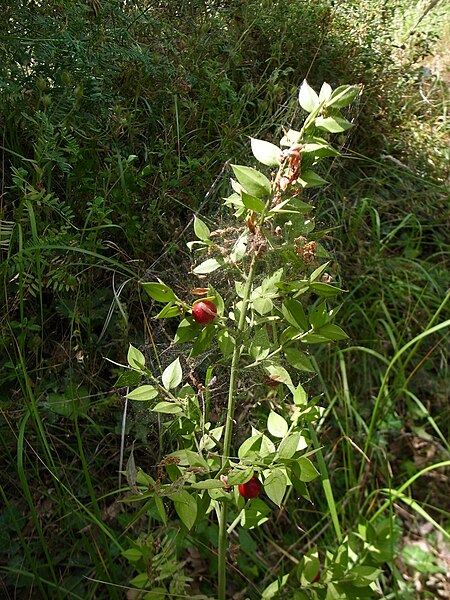 File:Ruscus aculeatus Gavoi 950m 20072014.jpg