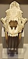 Saber Tooth Cat skull, Tellus Science Museum.jpg