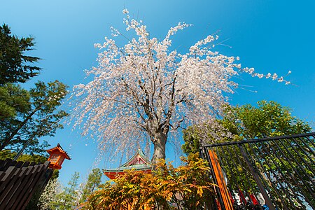 Cherry blossom in Tokyo