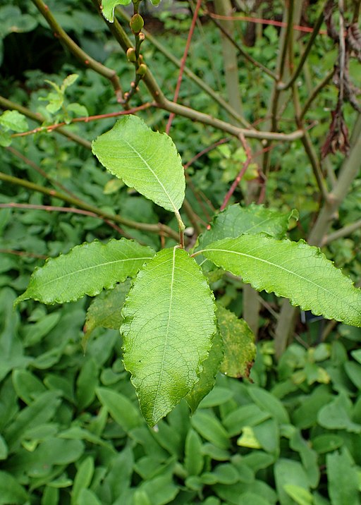 Salix discolor kz1