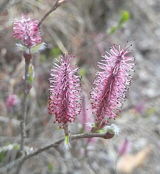 <i>Salix saxatilis</i> Species of willow