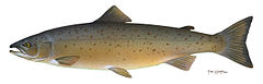 Salmo salar (crop).jpg