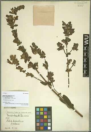 <i>Salvia kiaometiensis</i> Species of flowering plant