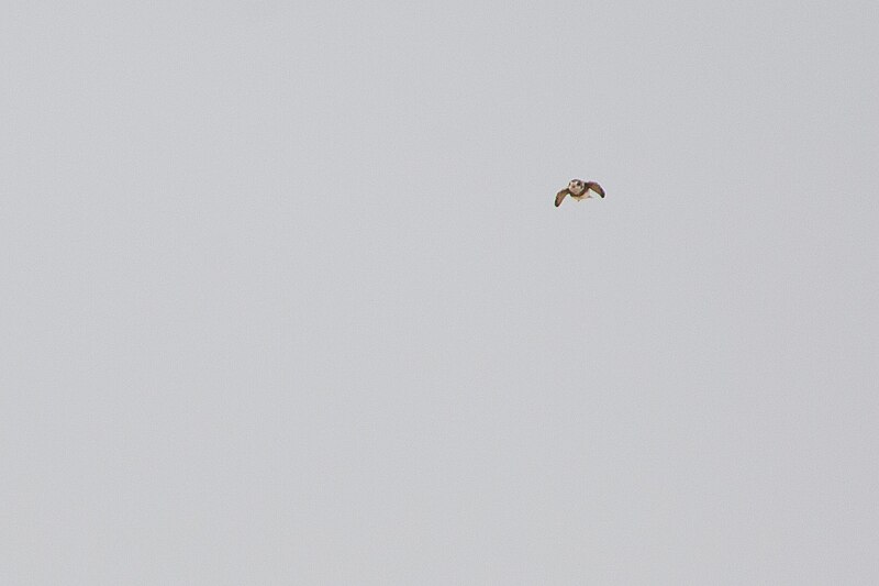 File:Sand Martin (30444063335).jpg