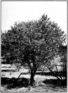 Sándalo en Primer of Forestry Poole 1922.png