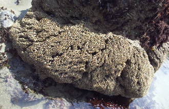 Colony exposed by low tide SandcastleWormColony.png