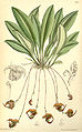 Scaphosepalum anchoriferum (as syn. Masdevallia punctata) plate 7165 in: Curtis's Bot. Magazine (Orchidaceae), vol. 117, (1891)