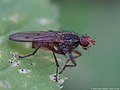 Scathophaga furcata (Say, 1823)