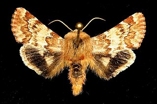 <i>Schinia septentrionalis</i> Species of moth