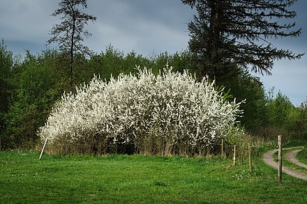 Blackthorn shrub (Prunus spinosa) in the Vogelsberg