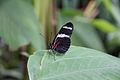 Schmetterling auf einem Blatt