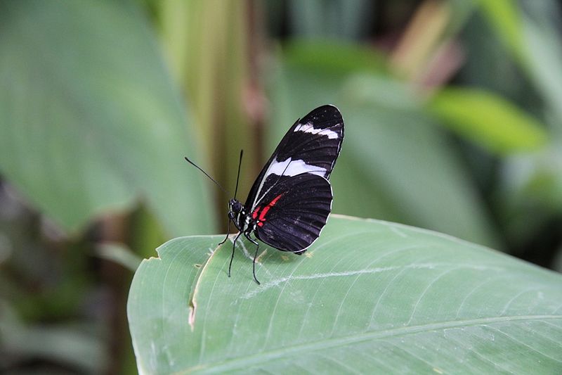 File:Schmetterling 4662.jpg