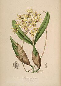 plate 10 Schomburgkia crispa Laelia marginata