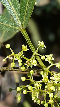 The small yellow flowers of a female tree Searsia lancea01.jpg