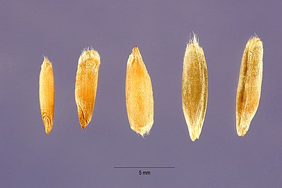 Some different types of rye grain