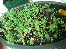 Sedum debile,Orpine Stonecrop, or Weakstem Stonecrop.JPG