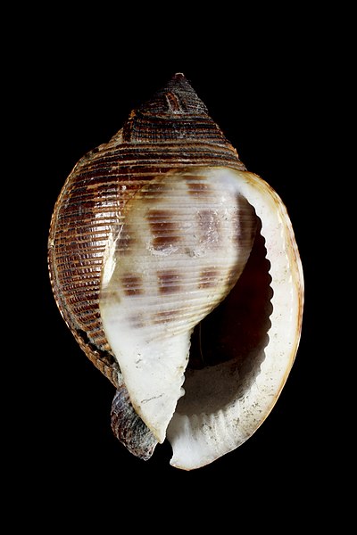 File:Semicassis bisulcata (MNHN-IM-2013-41837).jpeg