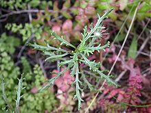 Senecio viscosissimus DSCN9779.jpg