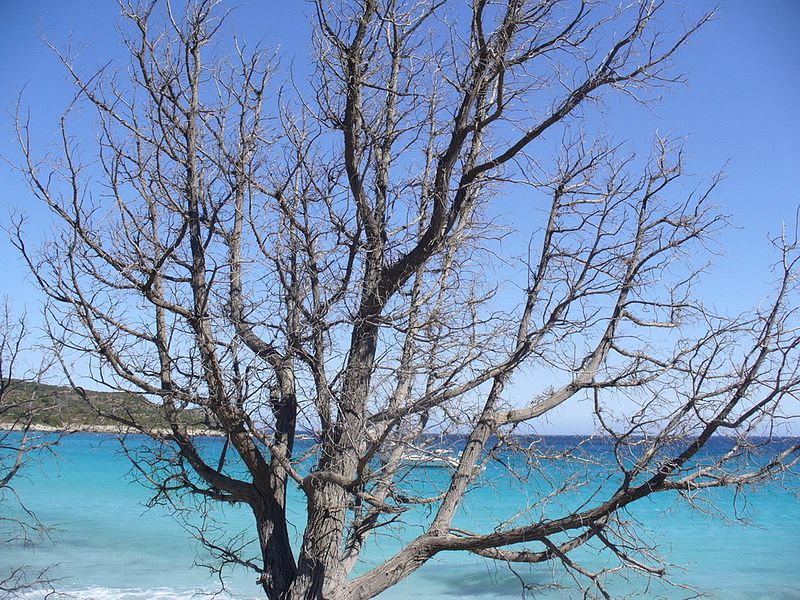 File:Sentier du littoral - Plage de Loto (Lotu) - bare tree - panoramio.jpg