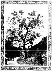 Separation Tree circa 1910 Separation Tree.jpg