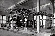 Obsolete mount of an apatosaurine referred to B. excelsus (specimen AMNH 460) with sculpted skull, completed in 1905, American Museum of Natural History Sharp lull brontosaurus.jpg