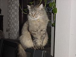 Sibirische-Katze-Omega-1.jpg