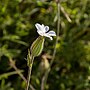 Miniatuur voor Bestand:Silene latifolia P2-Fleur.jpg